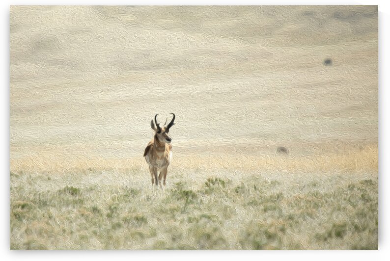 Solitary Freedom by Stephen Taylor