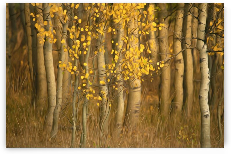 7I2A4812 by Stephen Taylor