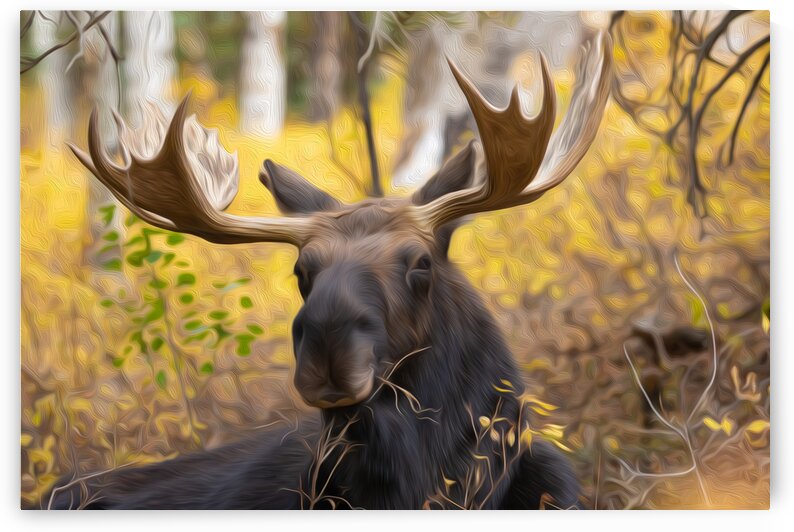 Just Chillin by Stephen Taylor