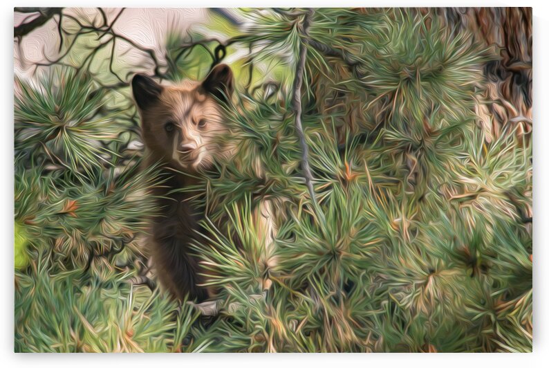 A Safe Perch by Stephen Taylor