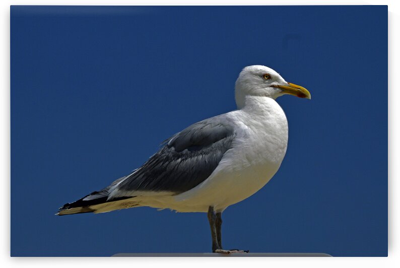 Seagull Iconic Beach Bird by Bill Swartwout Photography
