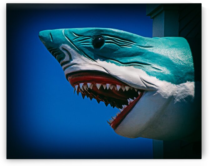 Ocean City Shark Attack by Bill Swartwout Photography