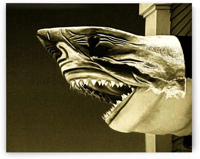 Golden Shark in Ocean City by Bill Swartwout Photography