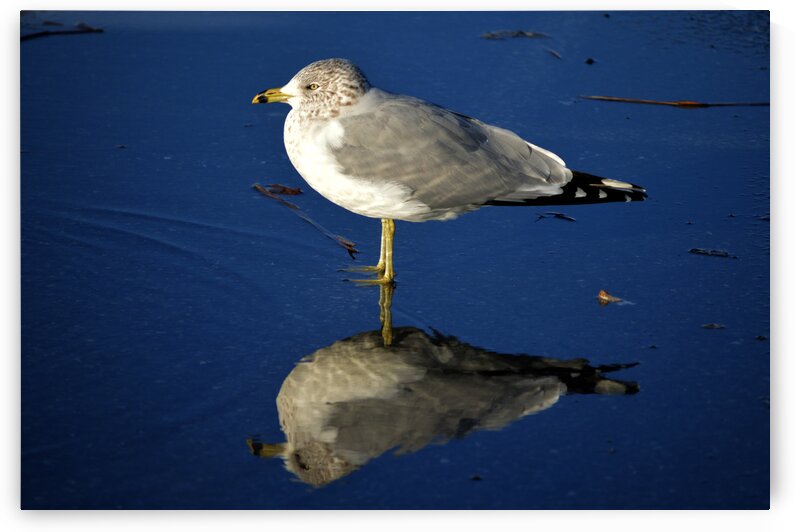 Seagull Wading Reflection at the Beach by Bill Swartwout Photography