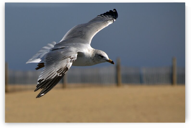 Seagull Cleared for  Landing at the Beach by Bill Swartwout Photography