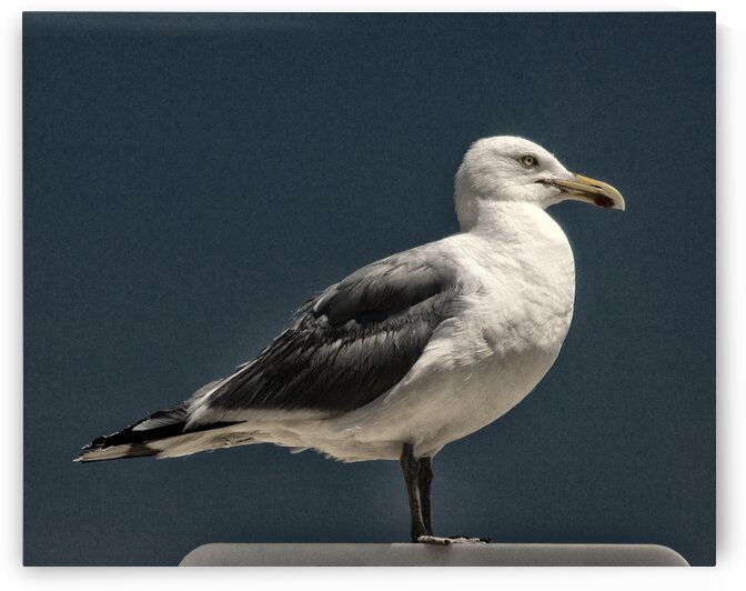 Seagull Portrait Almost Black and White by Bill Swartwout Photography