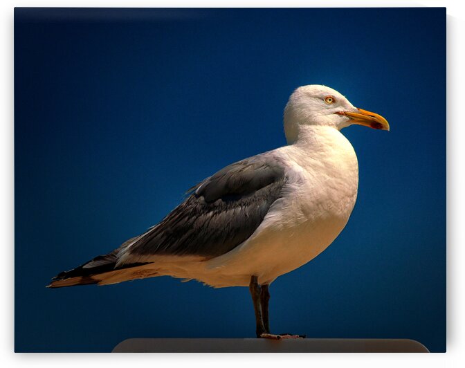 Seagull Portrait in Color by Bill Swartwout Photography