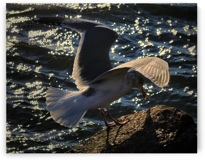 Seagull Wing Detail at the Ocean City Inlet by Bill Swartwout Photography