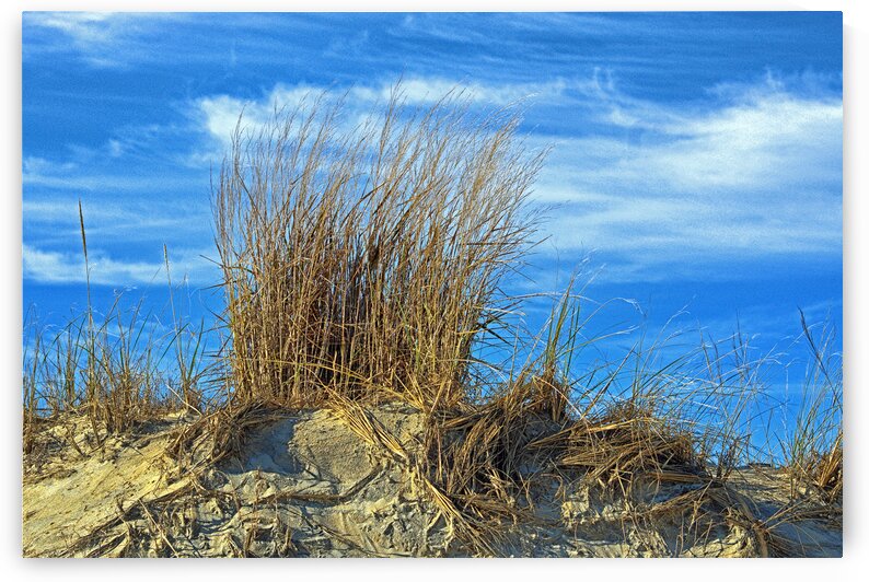 Dune Grass above an Atlantic Ocean Beach by Bill Swartwout Photography