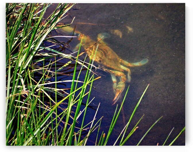 Crab Lurking in the Marsh at Assateague Island by Bill Swartwout Photography