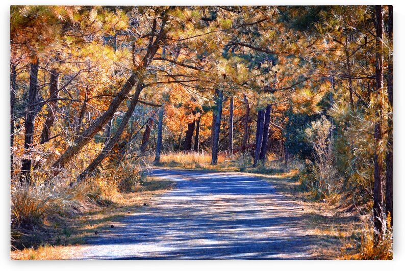 Long and Winding Road at Gordons Pond by Bill Swartwout Photography