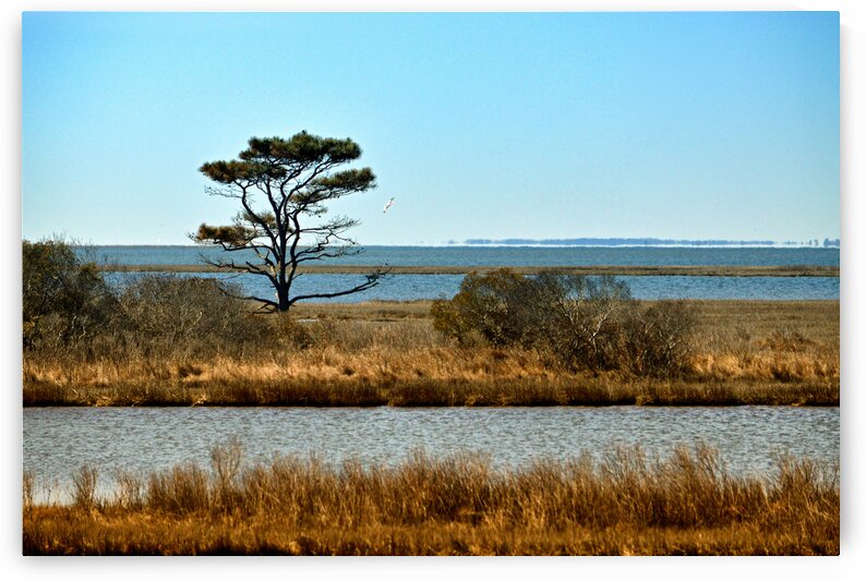 Assateague Marsh Loblolly Pine by Bill Swartwout Photography