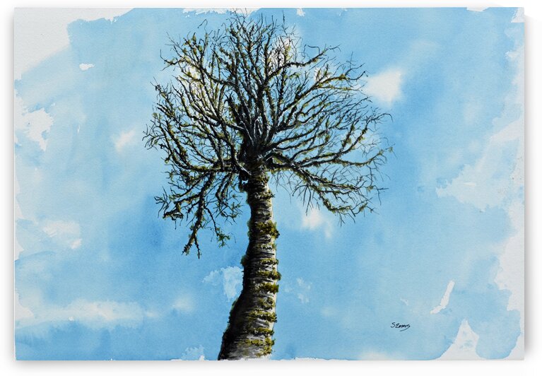 Old Man Birch Painting by Stephen Emms