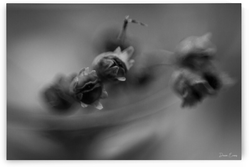 Winter flowers by Dawn Evans