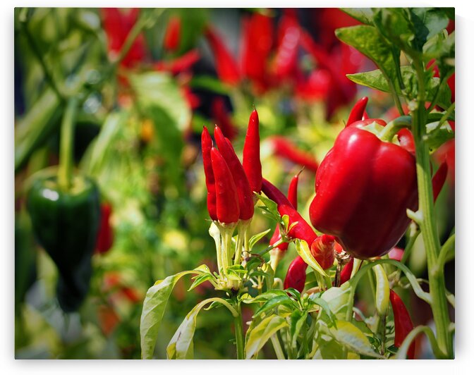 Red Hot Chili Peppers Ornamental Peppers by Bill Swartwout Photography