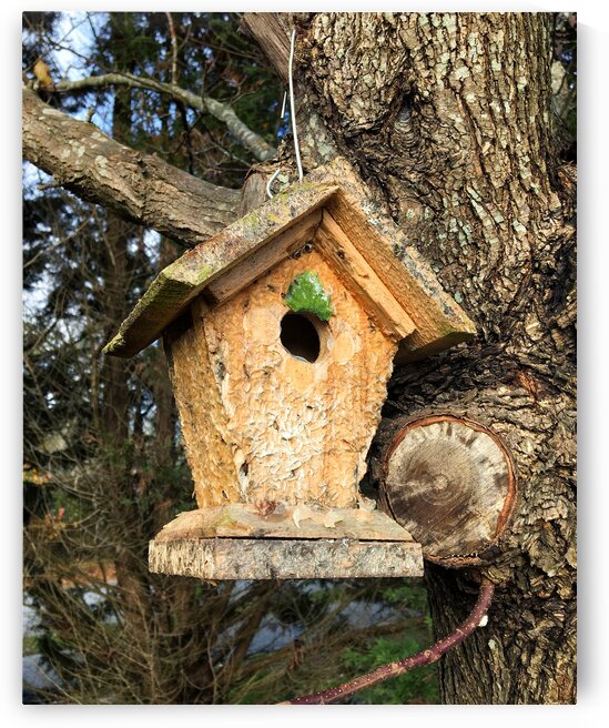 Birdhouse Home for the Holiday by Bill Swartwout Photography
