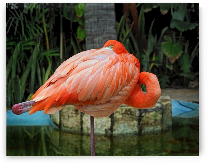 Peekaboo Flamingo 2130209 by Bill Swartwout Photography
