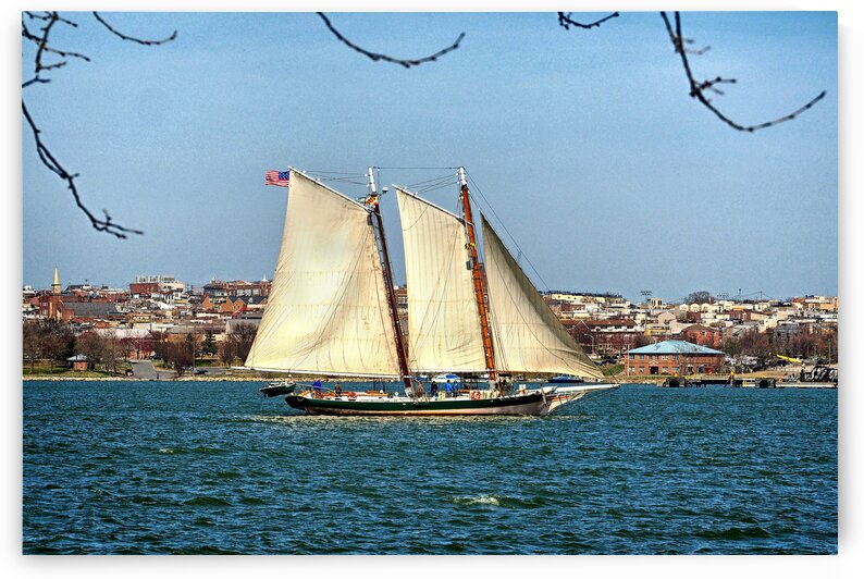 Lady Maryland Pungy Schooner in Baltimore Harbor 3280610 by Bill Swartwout Photography