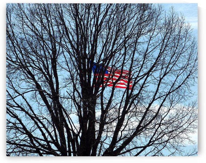 American Flag in Branches Fort McHenry by Bill Swartwout Photography