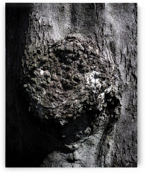 Gnarly Bark Tree Fort McHenry  by Bill Swartwout Photography
