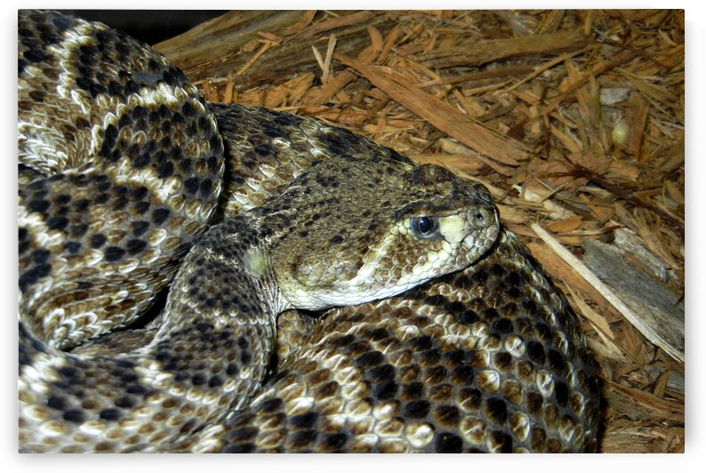Rattlesnake Western Diamondback by Bill Swartwout Photography