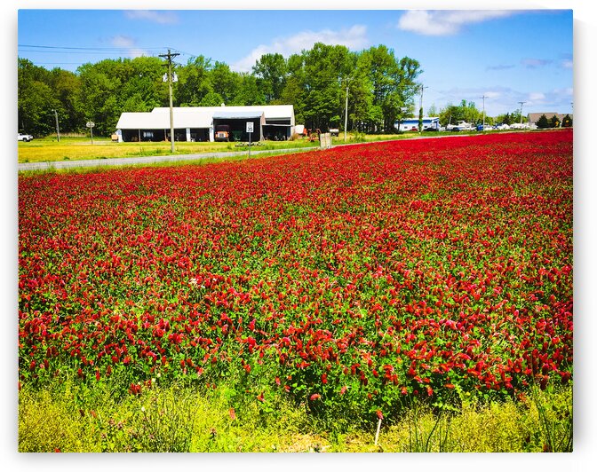 Crimson Clover in a Farm Field in Delaware by Bill Swartwout Photography