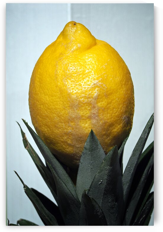 MB Lemon on Pineapple Leaves by Bill Swartwout Photography