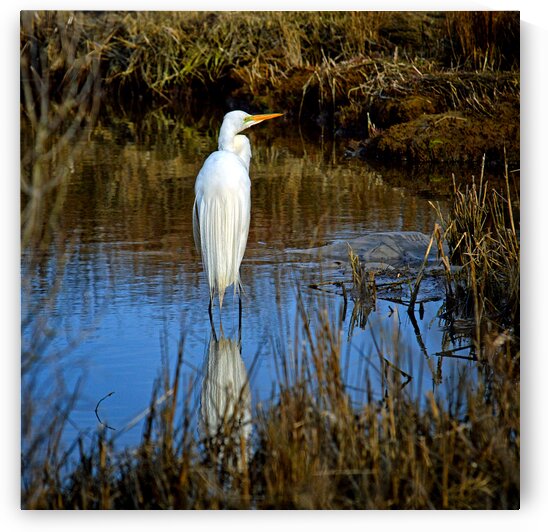 Assateague Island Great Egret Ardea alba by Bill Swartwout Photography