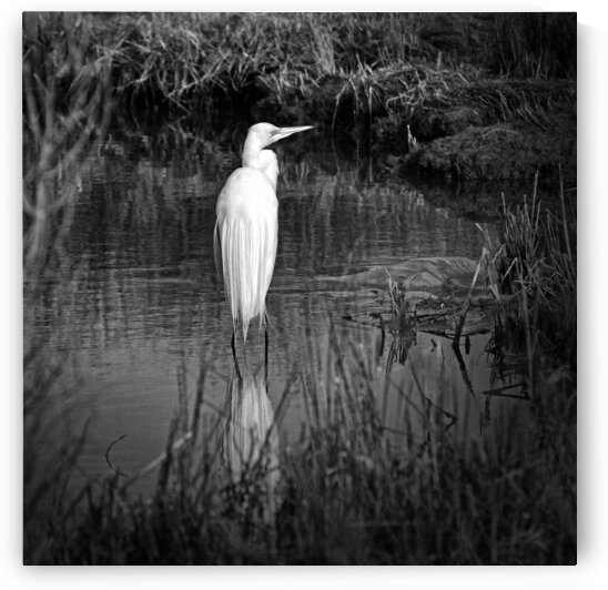 Assateague Island Great Egret Ardea alba in Black and White 0118 by Bill Swartwout Photography