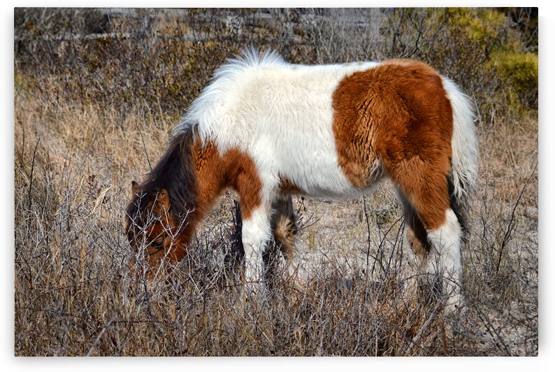 Assateague Pony Autumn Glory Grazing 0211 by Bill Swartwout Photography