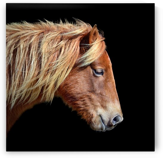 Assateague Pony Sarahs Sweet Tea on Black Square by Bill Swartwout Photography