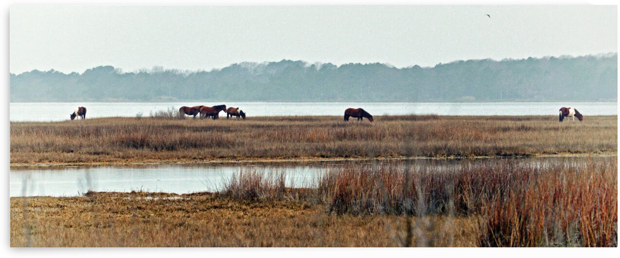 Assateague Wild Horse Band Panorama 0138 by Bill Swartwout Photography