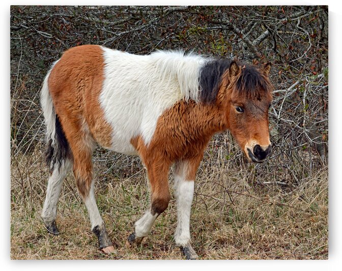 Assateague Pony Autumn Glory n2bhs on Bayberry Drive 0153 by Bill Swartwout Photography