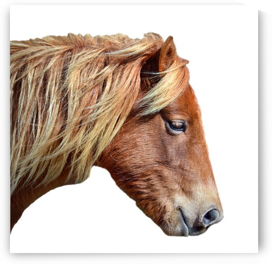 Assateague Sarahs Sweet Tea Outline on White by Bill Swartwout Photography