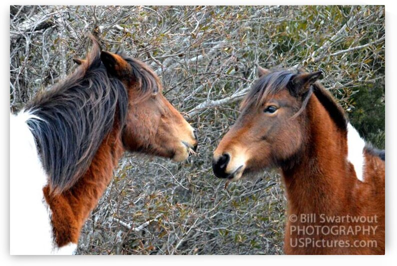 Two Wild Ponies of Assateague Island National Seashore by Bill Swartwout Photography