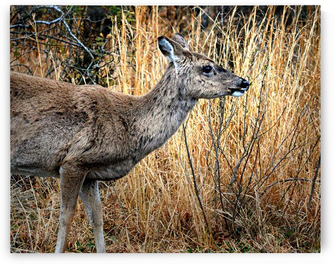 Assateague Island White Tailed Deer 0023 by Bill Swartwout Photography