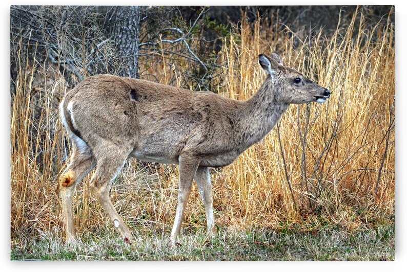 Assaateague Deer Full Right by Bill Swartwout Photography