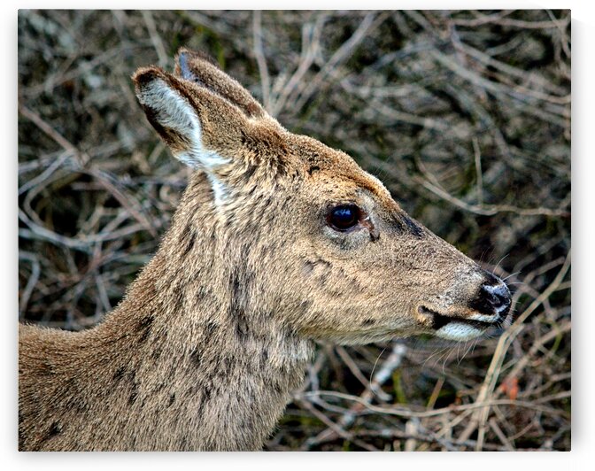 Assateague Deer Head Right by Bill Swartwout Photography
