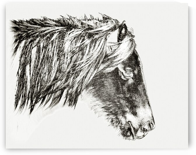 Assateague Sarahs Sweettea Line Drawing Portrait Head by Bill Swartwout Photography