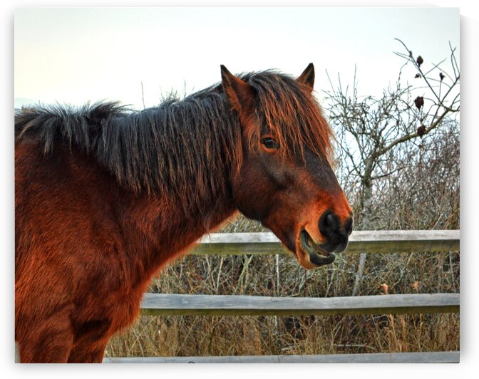 Assateague Horse Delegates Pride by Bill Swartwout Photography