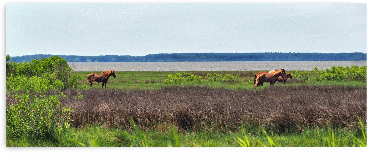 Assateague Pony Band w Foal by Bill Swartwout Photography