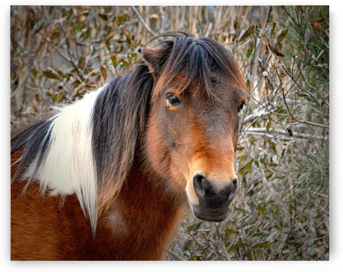 Assateague Pony Patricia Irene Solo by Bill Swartwout Photography
