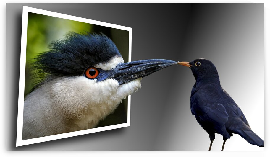 Come Out To Play by Bill Swartwout Photography