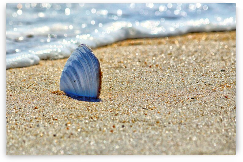 Clamshell on the Beach at Assateague Island 0237 by Bill Swartwout Photography