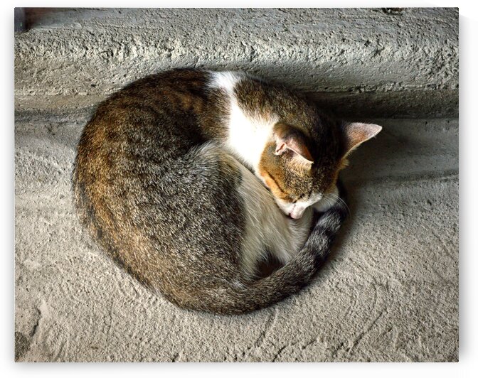 St. Lucia Market Cat by Bill Swartwout Photography