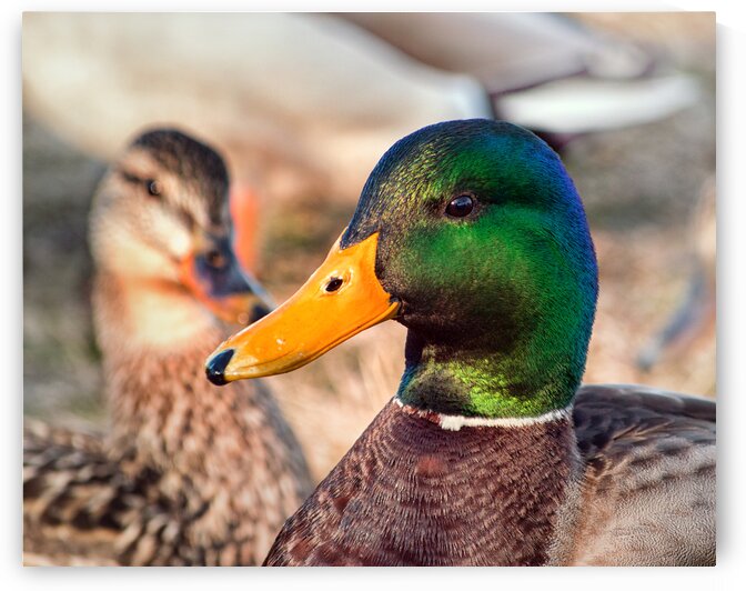 Duck Mr and Mrs Mallard by Bill Swartwout Photography