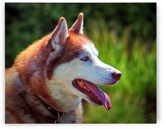Dog Husky Portrait Profile by Bill Swartwout Photography