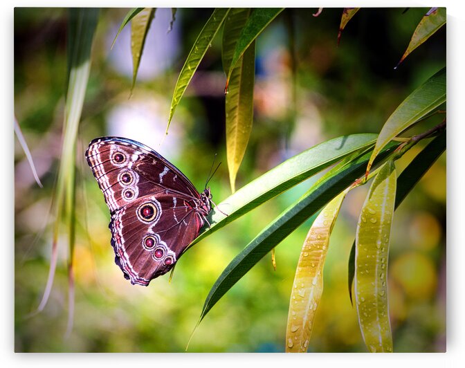 Blue Morpho Butterfly in St. Thomas by Bill Swartwout Photography
