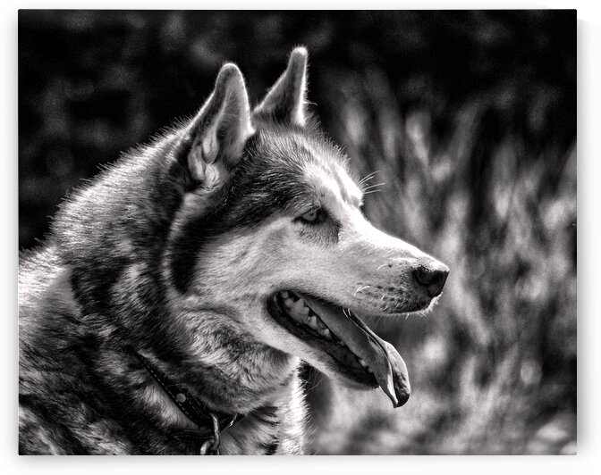 Dog Siberian Husky Profile in Black and White by Bill Swartwout Photography