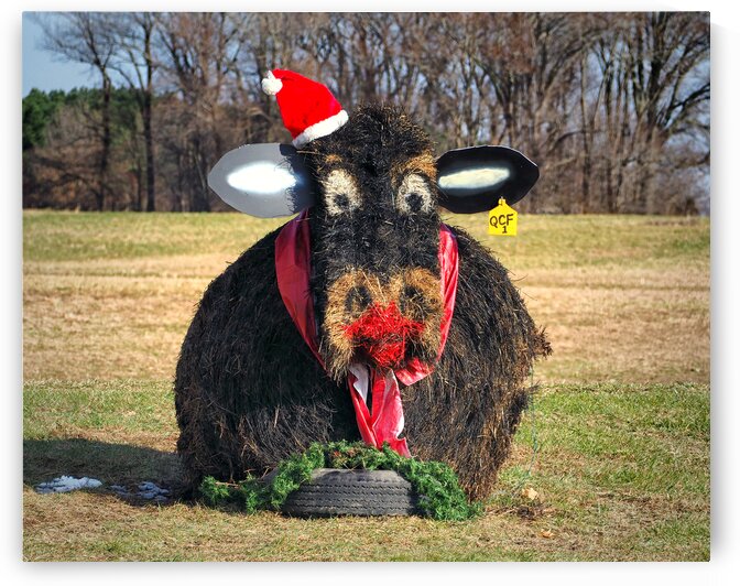Santa Cow Hay Bales by Bill Swartwout Photography